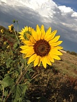 Cancon Trip 028 Sunflower 1
