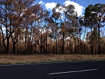 Piliga Bushfire 1