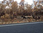 Piliga Bushfire 3